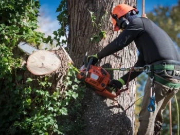 Tree Removal image